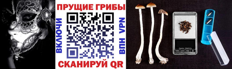 Псилоцибиновые грибы мицелий Поворино